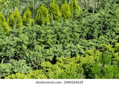 HTML5视频直播技术详解与实战应用指南 HTML5视频直播技术详解与实战应用指南