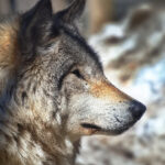 iOS平台XO直播体验:畅享高清流畅的移动直播新境界 m149n