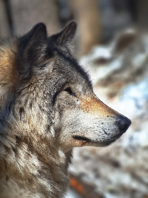 iOS平台XO直播体验:畅享高清流畅的移动直播新境界 iOS平台XO直播体验:畅享高清流畅的移动直播新境界