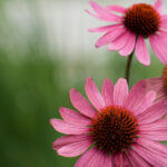 2025年香港全年开奖时间表最新公布 pcur389